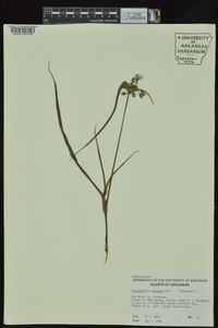 Tradescantia ohiensis image