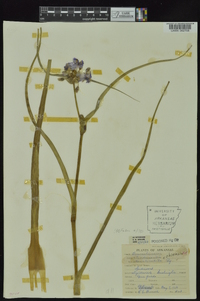 Tradescantia ohiensis image