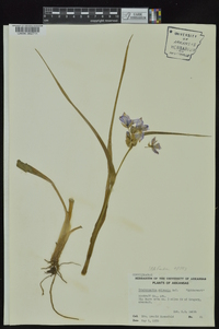 Tradescantia ohiensis image