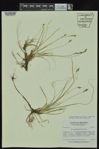 Carex albicans var. australis image