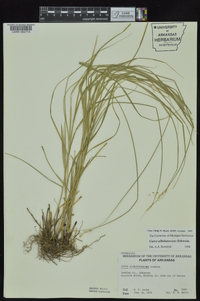 Carex albolutescens image