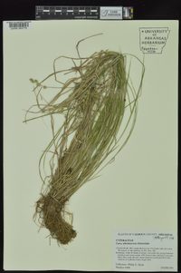 Carex albolutescens image