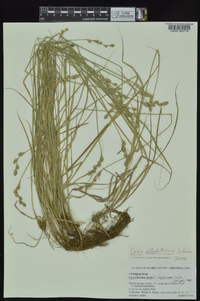 Carex albolutescens image