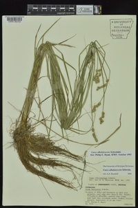 Carex albolutescens image