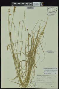 Carex albolutescens image