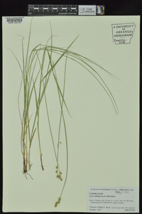 Carex albolutescens image