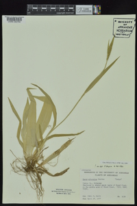 Carex albursina image