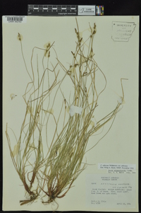 Carex albicans var. albicans image