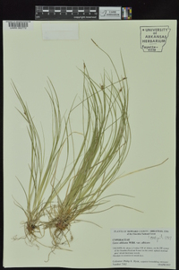 Carex albicans var. albicans image