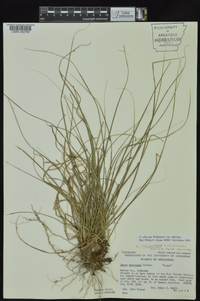 Carex albicans var. albicans image