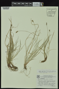 Carex albicans var. albicans image