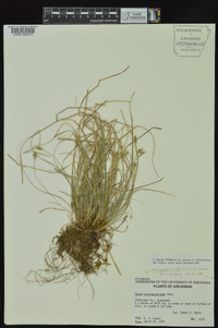 Carex albicans var. australis image