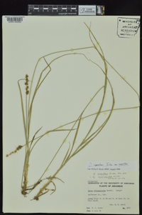 Carex annectens var. annectens image