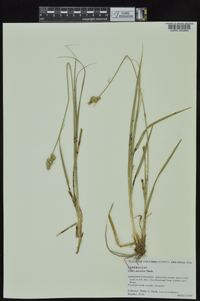 Carex austrina image