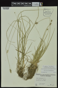 Carex austrina image