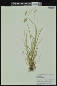 Carex austrina image