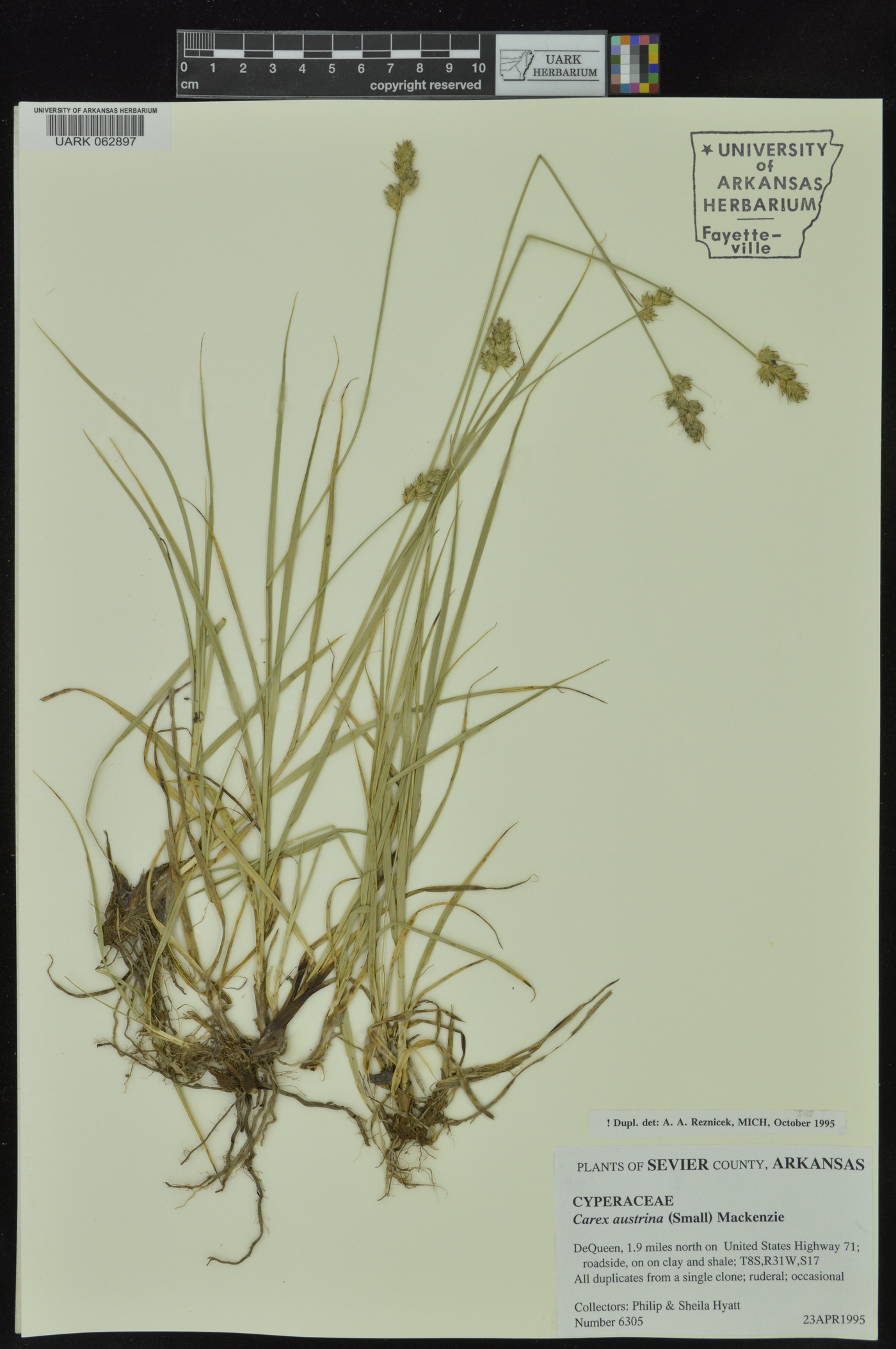 Carex austrina image