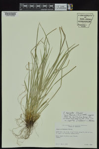 Carex basiantha image