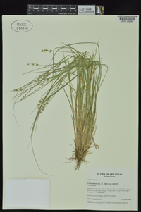 Carex atlantica subsp. atlantica image