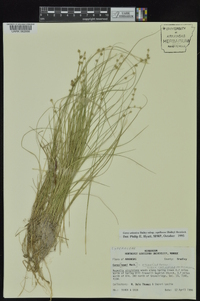 Carex atlantica subsp. capillacea image