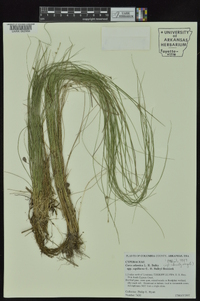 Carex atlantica subsp. capillacea image