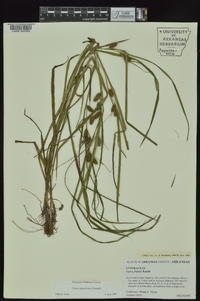 Carex aureolensis image