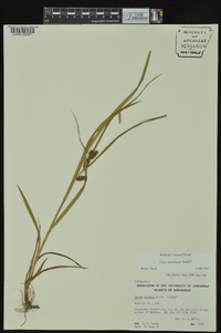 Carex aureolensis image