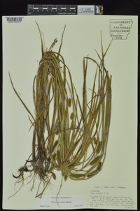 Carex aureolensis image