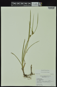 Carex aureolensis image