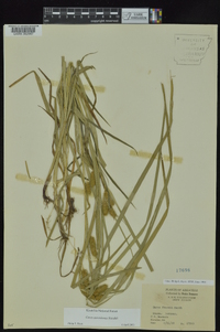 Carex aureolensis image