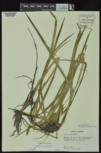 Carex aureolensis image