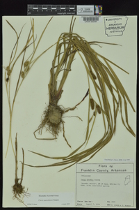 Carex aureolensis image