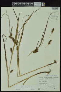 Carex aureolensis image