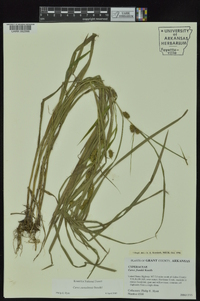 Carex aureolensis image