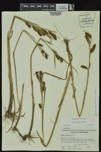 Carex aureolensis image