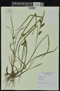 Carex aureolensis image