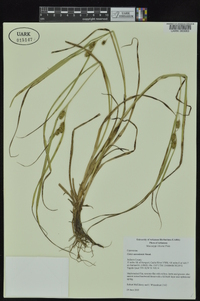 Carex aureolensis image