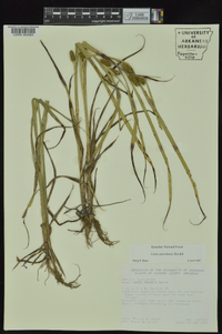 Carex aureolensis image