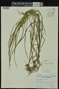 Carex aureolensis image