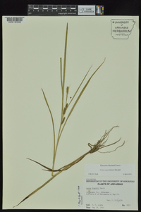 Carex aureolensis image