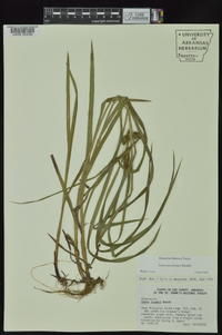 Carex aureolensis image