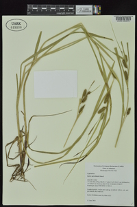 Carex aureolensis image