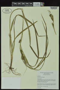 Carex aureolensis image