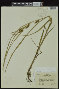 Carex aureolensis image