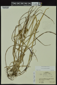 Carex aureolensis image