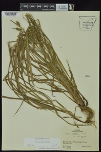 Carex aureolensis image