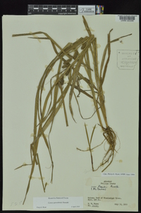 Carex aureolensis image