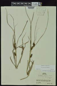 Carex aureolensis image