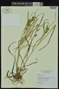 Carex aureolensis image