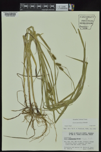 Carex aureolensis image